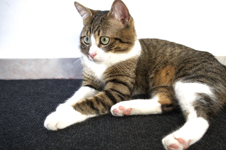 cute tabby cat lying on the floor looking at the cameraの写真素材
