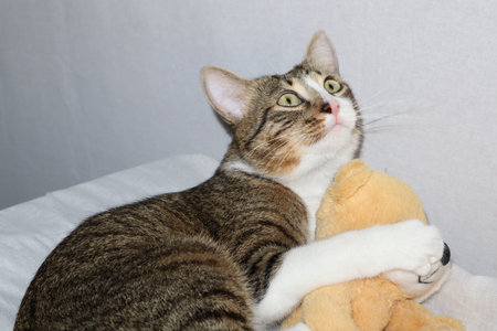 tabby cat with a teddy bear on a gray background.の写真素材