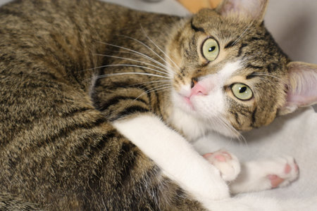 tabby cat with green eyes lying on the couch and licking his lipsの写真素材