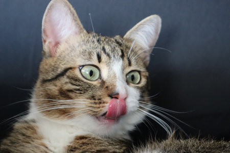 Portrait of a tabby cat licking her lips on black backgroundの写真素材