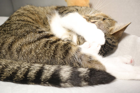 cute european shorthair cat sleeping on a white bedの写真素材