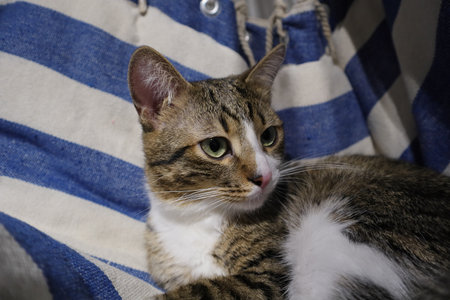 Cute tabby cat sitting on a blue striped bedspread.の写真素材