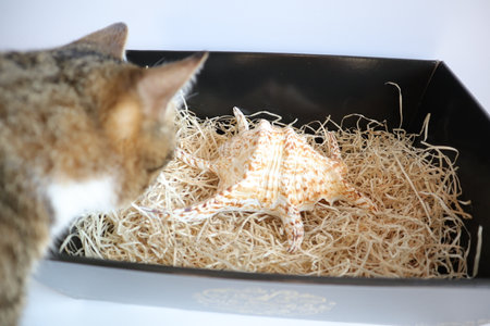 Cute cat and seashells in a box on white background