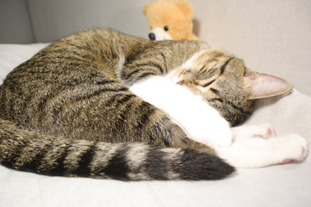 Sleeping cat with a teddy bear on a white backgroundの写真素材