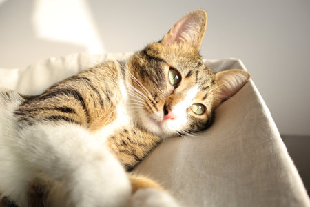 Cute cat lying on sofa at home and looking at camera.の写真素材