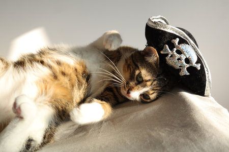 Tricolor cat sleeping in a hat on a gray background. Pirate Catの写真素材