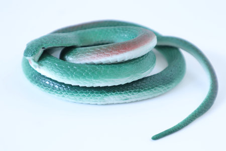 Green snake on white background, close up of snake skin texture.