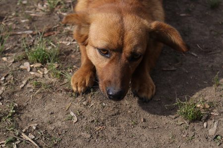 brown dog lying on the ground and looking at the camera close-upの写真素材