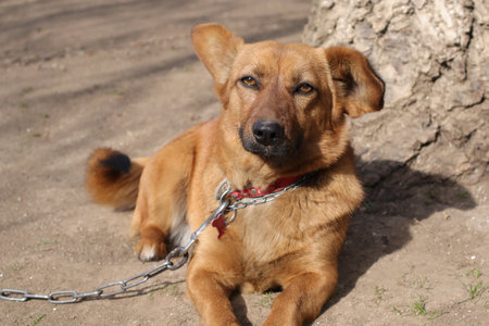 brown dog in a chain on a leash on a walk in the parkの写真素材
