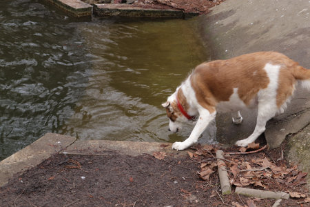 Red and white border collie dog drinking water from a pond.の写真素材