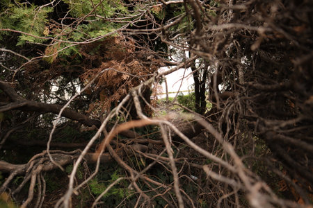 Branch of a tree on the coast of the island of Sardinia