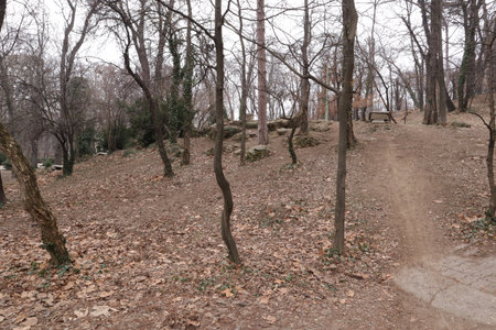 landscape with trees and dry leaves in the park, in winterの写真素材