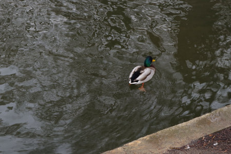 Duck swimming in a pond in a park in London, UKの写真素材