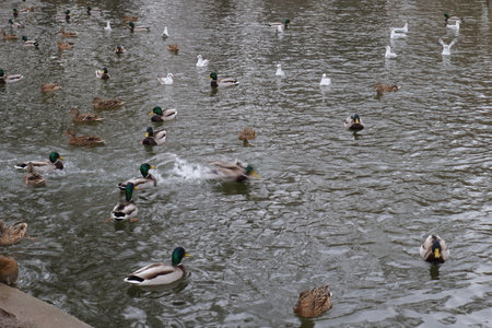 Ducks and ducks in the water. Birds in the city park.の写真素材