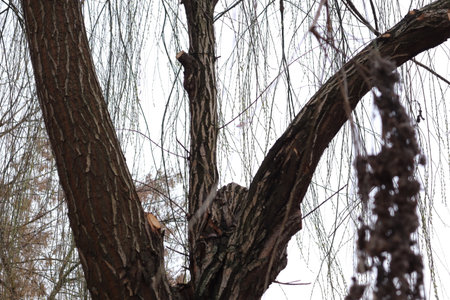 tree in the park in spring, close-up of tree branchesの写真素材
