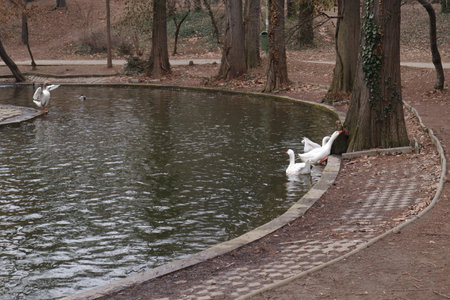 White geese swimming in a pond in a park in the cityの写真素材