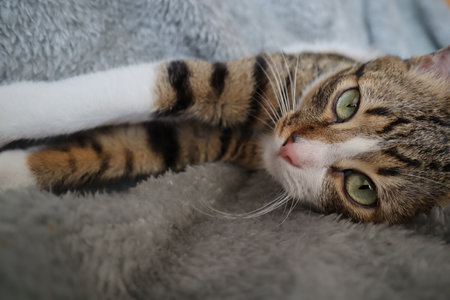 Cute tabby cat lying on the sofa and looking at cameraの写真素材