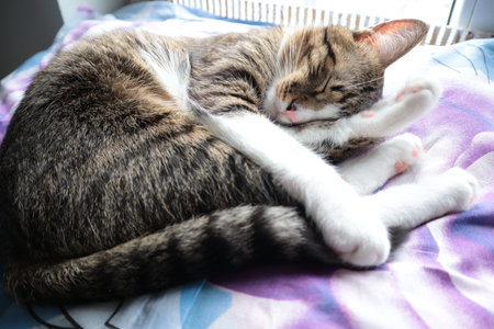 Cute tabby cat sleeping on the bed. Selective focus.の写真素材