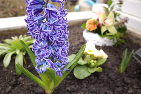 Blue hyacinths and pansies in the garden in springの写真素材