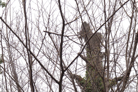 Tree branches without leaves on a background of the sky and clouds.の写真素材
