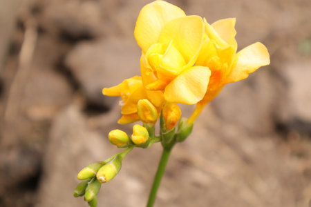 yellow freesia flower on the ground, closeup of photoの写真素材