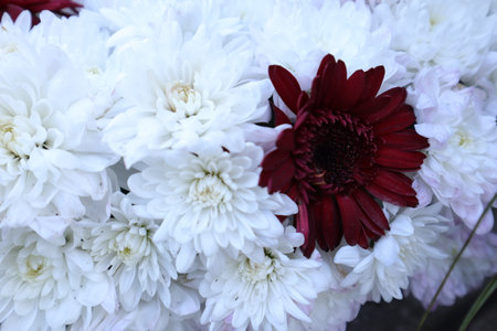White and red chrysanthemums in a floral wedding arrangementの写真素材