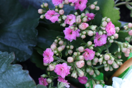 Pink flowers of Sedum in a pot, closeup of photoの写真素材