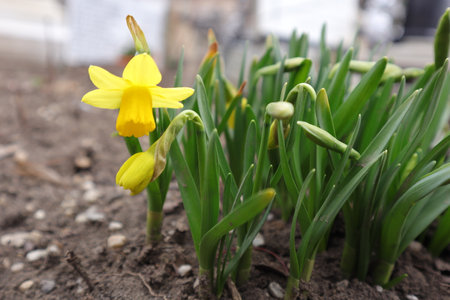 Yellow daffodils on the flowerbed in the garden.の写真素材
