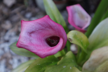 Pink Calla lily,Zantedeschia aethiopicaの写真素材