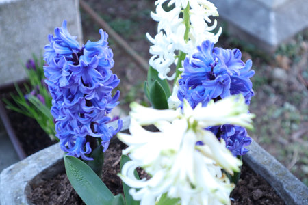 Hyacinths in the garden. Blue and white flowers.の写真素材