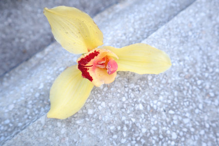 Yellow orchid on the cement floor. Selective focus point.の写真素材