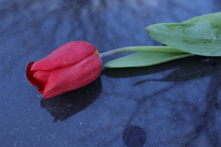 Red tulip on the background of the water, closeup of photoの写真素材