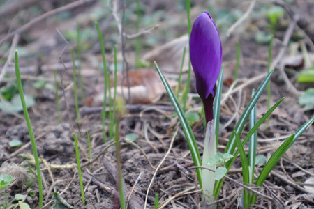 Purple crocus flower on the ground in early spring, close up