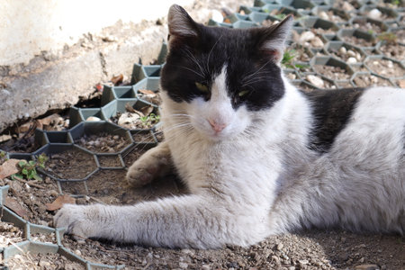 Black and white cat lying on the ground, close-up.の写真素材