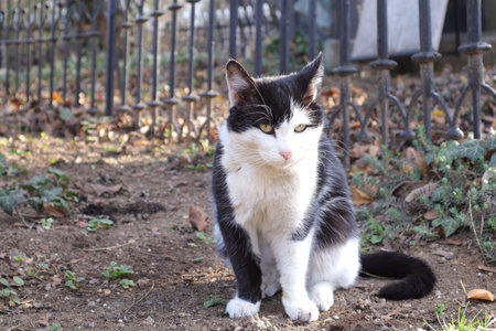 Black and white cat sitting on the ground in the garden looking at the cameraの写真素材