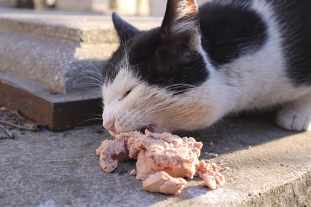 Homeless cat eating  from a piece of meat on the streetの写真素材