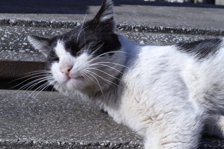A black and white cat laying on the steps of an old houseの写真素材