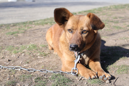 Dog tied to a chain on the street, closeup of photoの写真素材