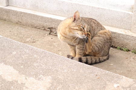 Cat sitting on the ground in the street. Cat in the city.の写真素材