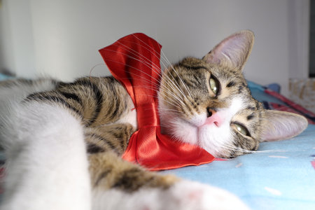 Cute tabby cat wearing a red bow tie and lying downの写真素材