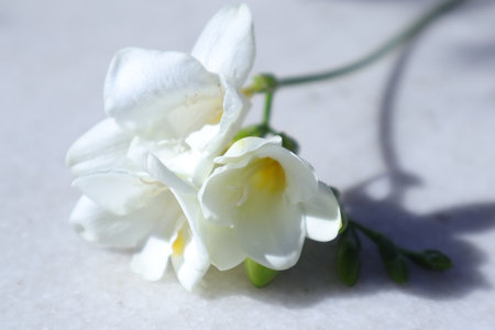 White freesia flowers on white marble background, close-upの写真素材