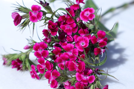 Bouquet of pink carnation flowers on a white background.の写真素材