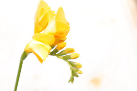 Yellow freesia flower on white background, closeup of photoの写真素材