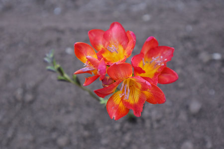 Orange freesia flowers in the garden on the background of soilの写真素材