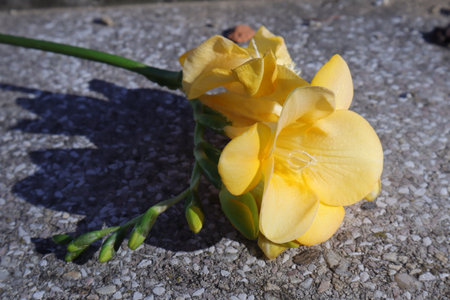 Yellow freesia flower on the ground, closeup of photoの写真素材