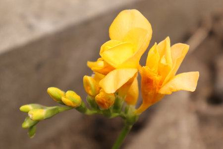 Yellow freesia flower in the garden, closeup of photoの写真素材