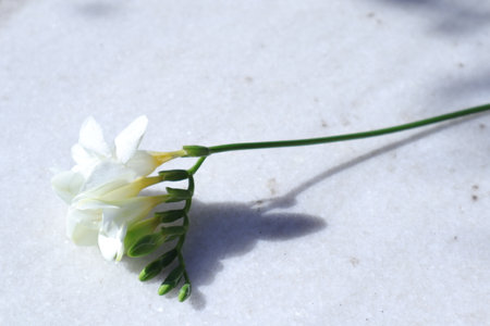 white freesia flower on white background, closeup of photoの写真素材