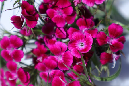 Dianthus barbatus pink flowers in a bouquet close upの写真素材