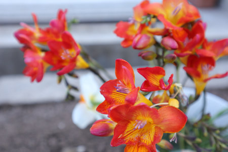 Beautiful orange freesia flowers blooming in the garden.の写真素材