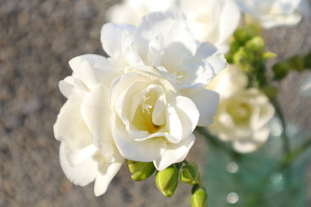 White freesia in a vase on a stone background.の写真素材